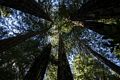 Lady Bird Johnson Grove.<br />July 23, 2016 - Redwood National and State Park, California.