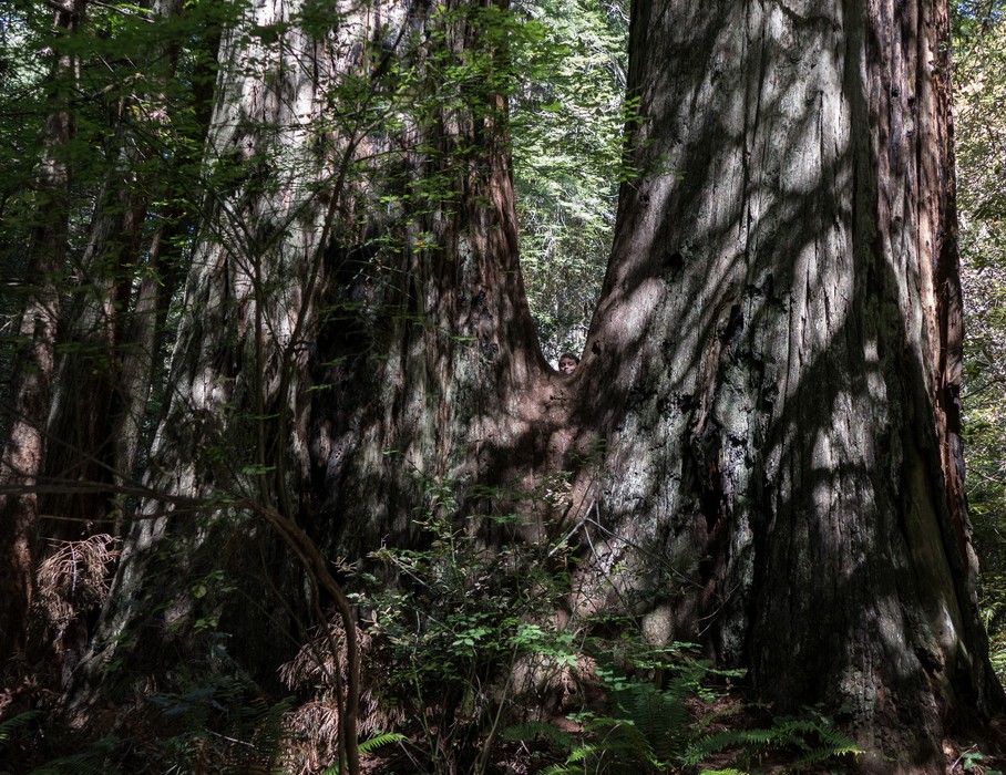 Matthew.<br />Lady Bird Johnson Grove.<br />July 23, 2016 - Redwood National and State Park, California.