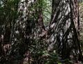 Matthew.<br />Lady Bird Johnson Grove.<br />July 23, 2016 - Redwood National and State Park, California.