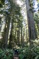 The trail among the redwoods.<br />Lady Bird Johnson Grove.<br />July 23, 2016 - Redwood National and State Park, California.