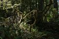 Lady Bird Johnson Grove.<br />July 23, 2016 - Redwood National and State Park, California.