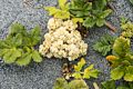 Plant on beach.<br />July 23, 2016 - Humboldt Lagoons State Park, Humboldt County, California.