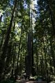 Founders Grove.<br />July 23, 2016 - Humboldt Redwoods State Park, Humboldt County, California.