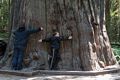 Miranda and Matthew at the Founders Tree.<br />Founders Grove.<br />July 23, 2016 - Humboldt Redwoods State Park, Humboldt County, California.