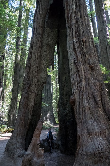 Matthew.<br />Founders Grove.<br />July 23, 2016 - Humboldt Redwoods State Park, Humboldt County, California.