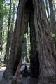 Matthew.<br />Founders Grove.<br />July 23, 2016 - Humboldt Redwoods State Park, Humboldt County, California.