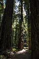 Founders Grove.<br />July 23, 2016 - Humboldt Redwoods State Park, Humboldt County, California.