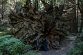 Matthew and Miranda.<br />Founders Grove.<br />July 23, 2016 - Humboldt Redwoods State Park, Humboldt County, California.