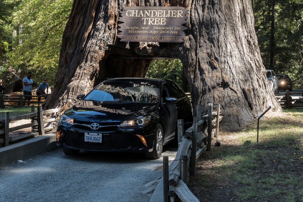 Chandelier Tree, a drive through redwood.<br />July 24, 2016 - Leggett, California.