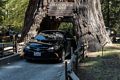 Chandelier Tree, a drive through redwood.<br />July 24, 2016 - Leggett, California.