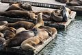 Sea lions off Pier 39.<br />July 24, 2016 - San Francisco, California.