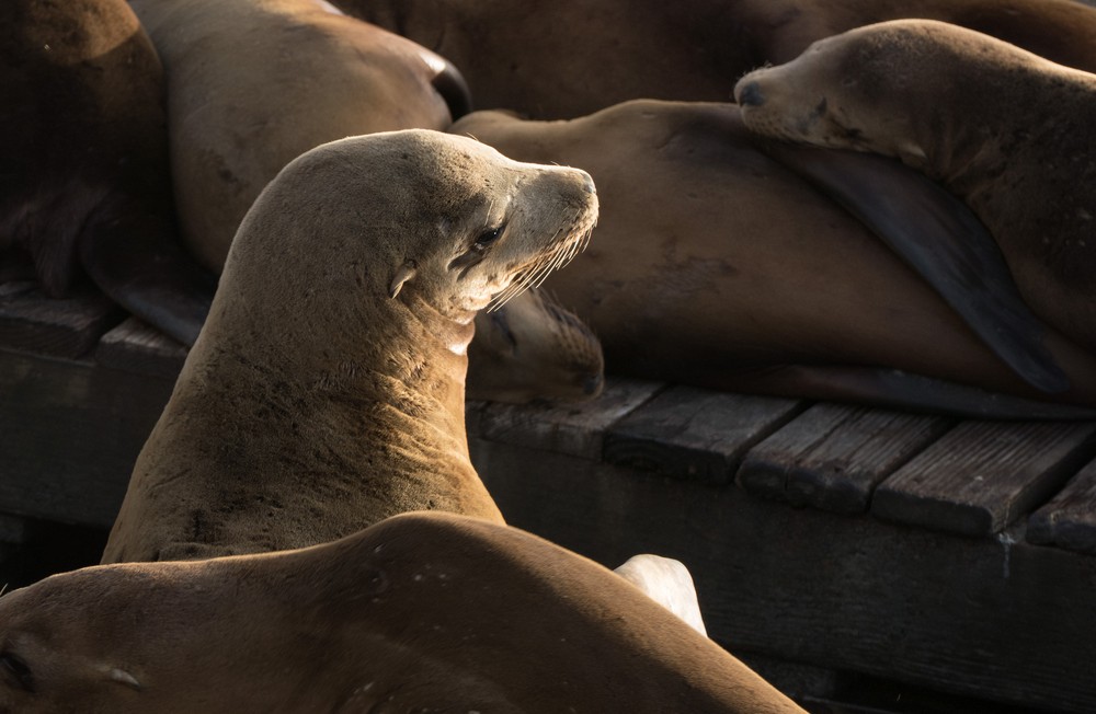 Sea lions off Pier 39.<br />July 24, 2016 - San Francisco, California.