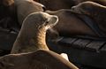 Sea lions off Pier 39.<br />July 24, 2016 - San Francisco, California.