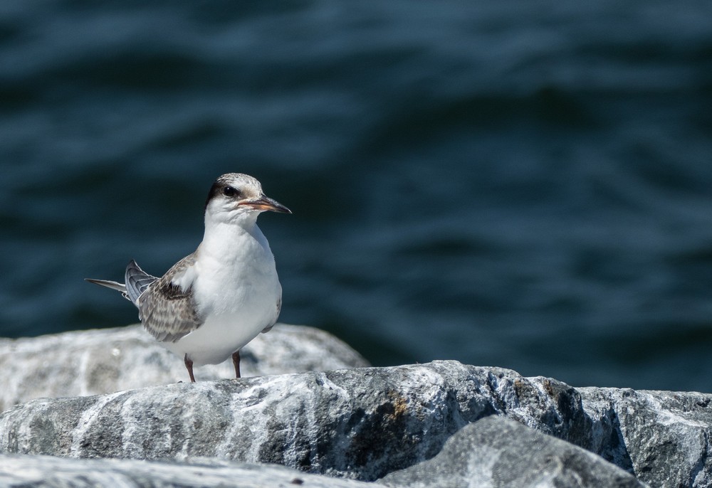Some sort of a tern?<br />South jetty at the mouth of the Merrimack River.<br />August 21, 2016 - North end of Plum Island, Massachusetts.