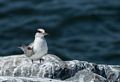 Some sort of a tern?<br />South jetty at the mouth of the Merrimack River.<br />August 21, 2016 - North end of Plum Island, Massachusetts.