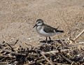 A sanderling?<br />A walk with Joyce south of lot #3.<br />Sept. 2, 2016 - Parker River National Wildlife Refuge, Plum Island, Massachusetts.