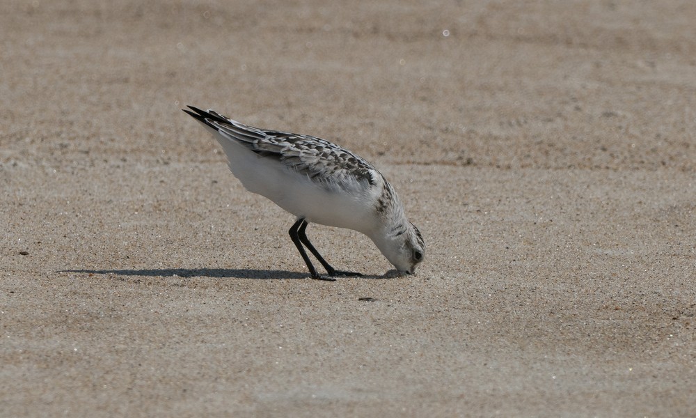 Sanderling.<br />A walk with Joyce off lot #3.<br />Sept. 4, 2016 - Parker River National Wildlife Refuge, Plum Island, Massachusetts.