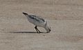 Sanderling.<br />A walk with Joyce off lot #3.<br />Sept. 4, 2016 - Parker River National Wildlife Refuge, Plum Island, Massachusetts.