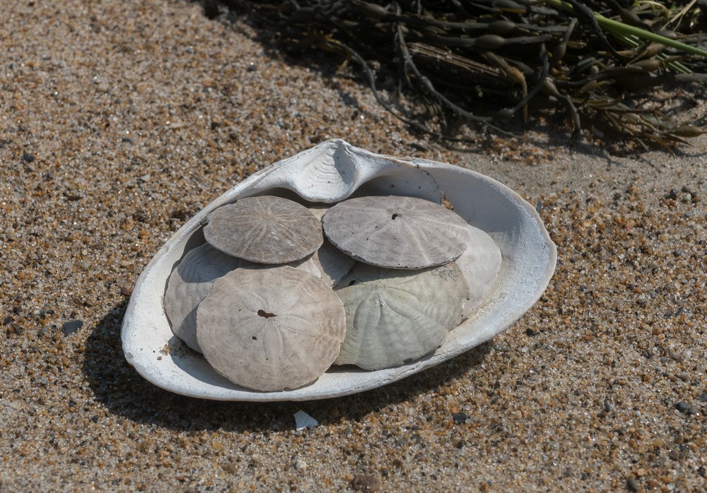 Sand dollars.<br />A walk with Joyce off lot #3.<br />Sept. 4, 2016 - Parker River National Wildlife Refuge, Plum Island, Massachusetts.