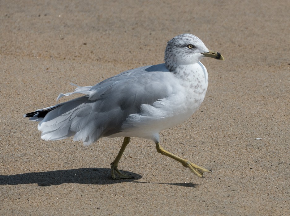 A seagull.<br />A walk with Joyce off lot #3.<br />Sept. 4, 2016 - Parker River National Wildlife Refuge, Plum Island, Massachusetts.