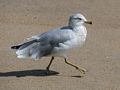 A seagull.<br />A walk with Joyce off lot #3.<br />Sept. 4, 2016 - Parker River National Wildlife Refuge, Plum Island, Massachusetts.