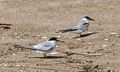 Terns.<br />A walk with Joyce off lot #3.<br />Sept. 4, 2016 - Parker River National Wildlife Refuge, Plum Island, Massachusetts.