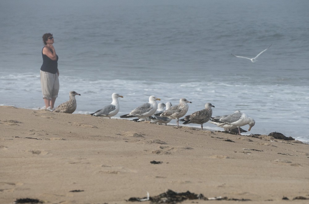 Woman and seagulls watching the waves.<br />Sept. 8, 2016 - Parker River National Wildlife Refuge, Plum Island, Massachusetts.