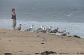 Woman and seagulls watching the waves.<br />Sept. 8, 2016 - Parker River National Wildlife Refuge, Plum Island, Massachusetts.
