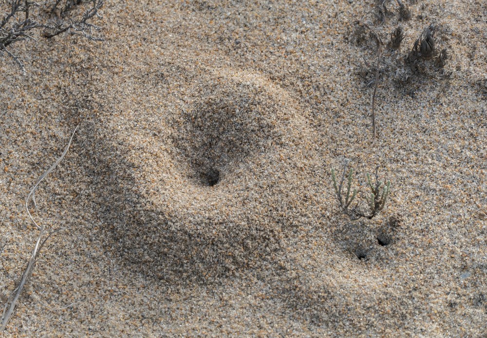 Ant hole off boardwalk to lot 3.<br />Sept. 8, 2016 - Parker River National Wildlife Refuge, Plum Island, Massachusetts.