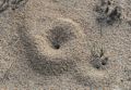 Ant hole off boardwalk to lot 3.<br />Sept. 8, 2016 - Parker River National Wildlife Refuge, Plum Island, Massachusetts.