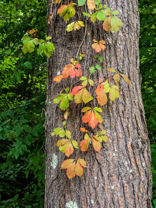 Vines on tree bark.<br />Sep. 10, 2016 - Maudslay State Park, Newburyport, Massachusetts.