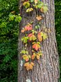 Vines on tree bark.<br />Sep. 10, 2016 - Maudslay State Park, Newburyport, Massachusetts.
