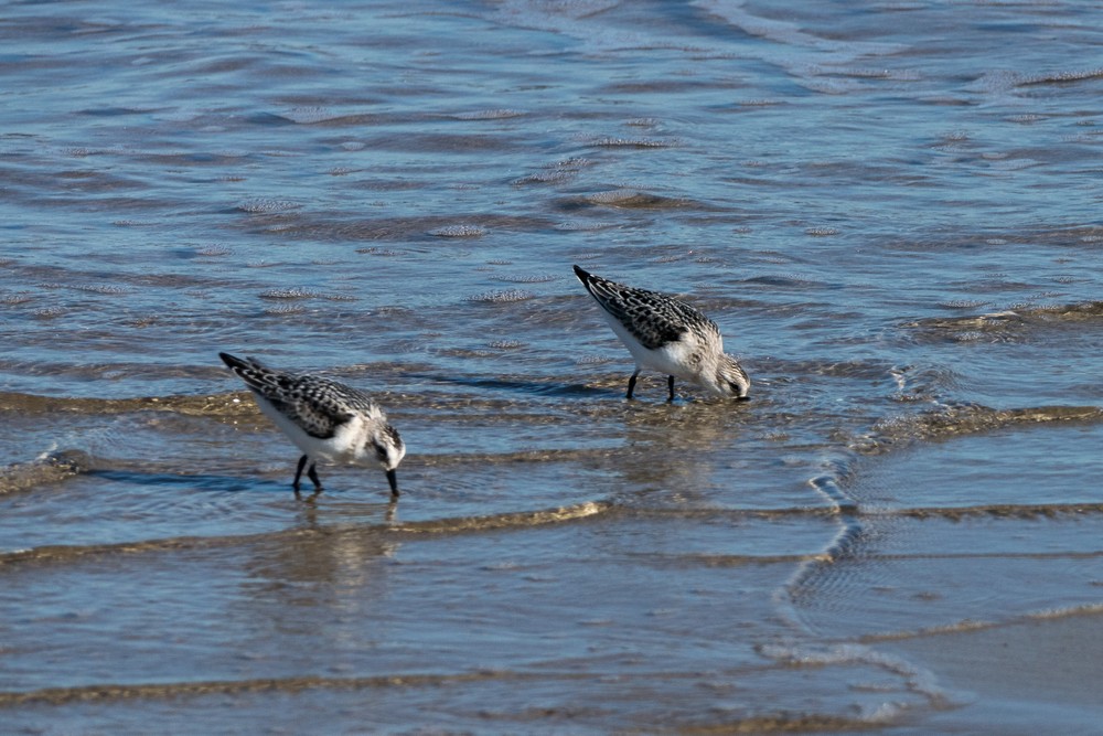 Sanderlings?<br />Sep. 13, 2016 - Parker River National Wildlife Refuge, Plum Island, Massachusetts.
