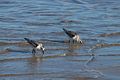 Sanderlings?<br />Sep. 13, 2016 - Parker River National Wildlife Refuge, Plum Island, Massachusetts.