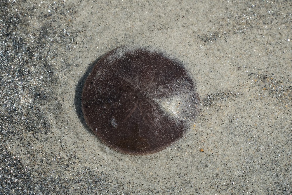 A live sand dollar at water's edge.<br />Walk north of parking lot #6.<br />Sep. 22, 2016 - Parker River National Wildlife Refuge, Plum Island, Massachusetts.