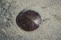 A live sand dollar at water's edge.<br />Walk north of parking lot #6.<br />Sep. 22, 2016 - Parker River National Wildlife Refuge, Plum Island, Massachusetts.