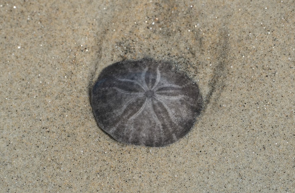 Live (?) sand dollar.<br />Walk north of parking lot #6.<br />Sep. 22, 2016 - Parker River National Wildlife Refuge, Plum Island, Massachusetts.