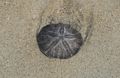 Live (?) sand dollar.<br />Walk north of parking lot #6.<br />Sep. 22, 2016 - Parker River National Wildlife Refuge, Plum Island, Massachusetts.