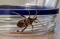 Western conifer seed bug that I found inside.<br />Oct. 4, 2016 - At home in Merrimac, Massachusetts.