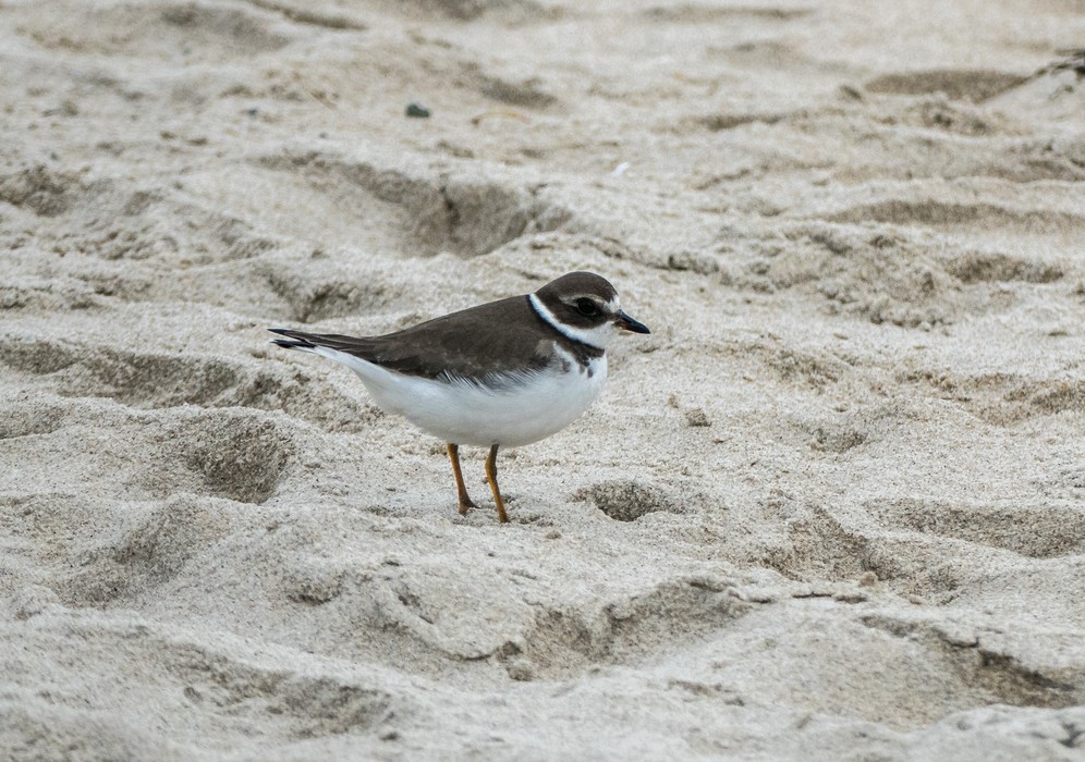 Some sort of plover.<br />Oct 8, 2016 - Sandy Point State Reservation, Plum Island, Massachusetts.