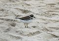 Some sort of plover.<br />Oct 8, 2016 - Sandy Point State Reservation, Plum Island, Massachusetts.