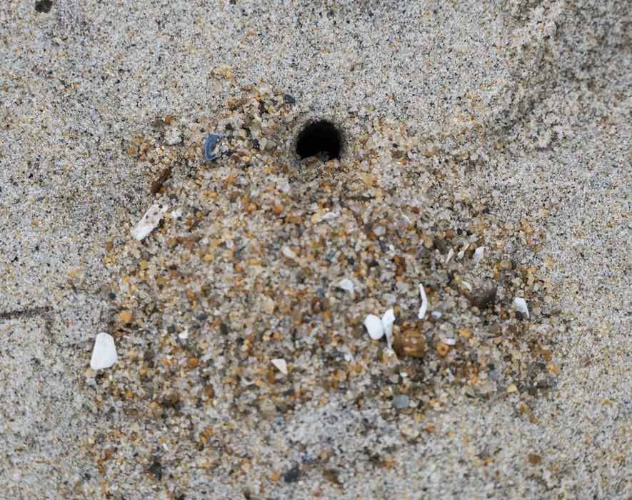 Some critter is doing quite some digging.<br />Oct 8, 2016 - Sandy Point State Reservation, Plum Island, Massachusetts.