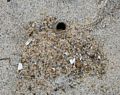 Some critter is doing quite some digging.<br />Oct 8, 2016 - Sandy Point State Reservation, Plum Island, Massachusetts.