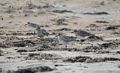 Some sort of plover?<br />Oct. 8, 2016 - Parker River National Wildlife Refuge, Plum Island, Massachusetts.