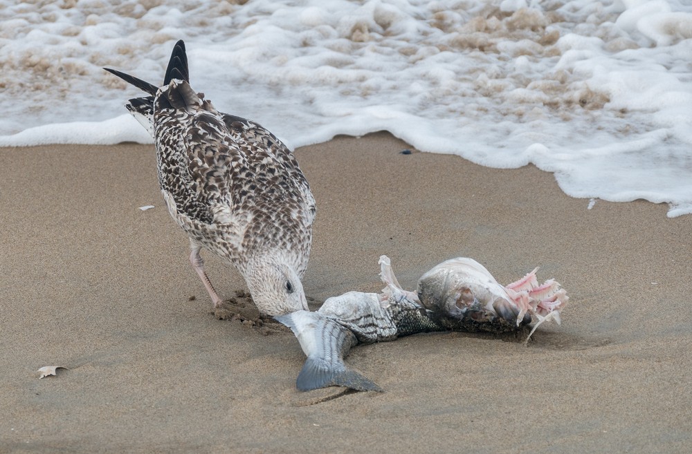 Seagull feasting on fish.<br />Oct. 8, 2016 - Parker River National Wildlife Refuge, Plum Island, Massachusetts.
