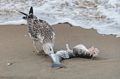 Seagull feasting on fish.<br />Oct. 8, 2016 - Parker River National Wildlife Refuge, Plum Island, Massachusetts.