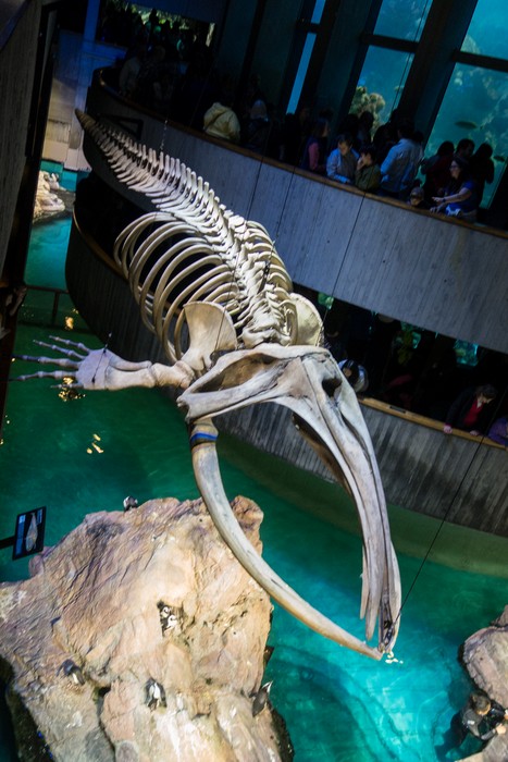 Whale skeleton at the New England Aquarium.<br />Trip to meet up with Carl and the grandkids.<br />Oct. 9, 2016 - Boston, Massachusetts.
