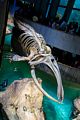 Whale skeleton at the New England Aquarium.<br />Trip to meet up with Carl and the grandkids.<br />Oct. 9, 2016 - Boston, Massachusetts.