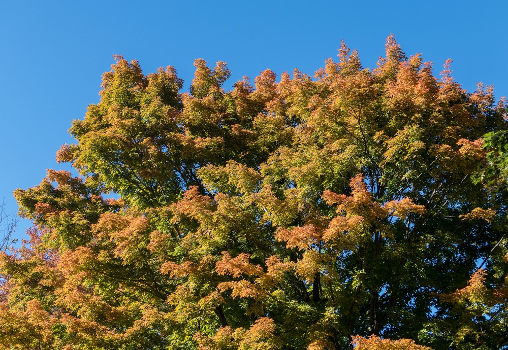 Tree in Paul's yard.<br />Oct. 14, 2016 - At home in Merrimac, Massachusetts.