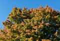 Tree in Paul's yard.<br />Oct. 14, 2016 - At home in Merrimac, Massachusetts.